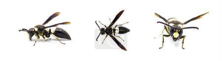 Foto de Euodynerus bidens - dos dientes Eumenine mason wasp. Tres vistas aisladas sobre fondo blanco - Imagen libre de derechos