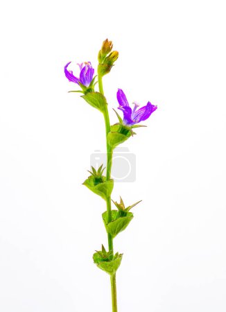 Venus Looking Glass - Triodanis perfoliata - Familia Bellflower, flor púrpura, hojas en forma de copa verde aisladas sobre fondo blanco