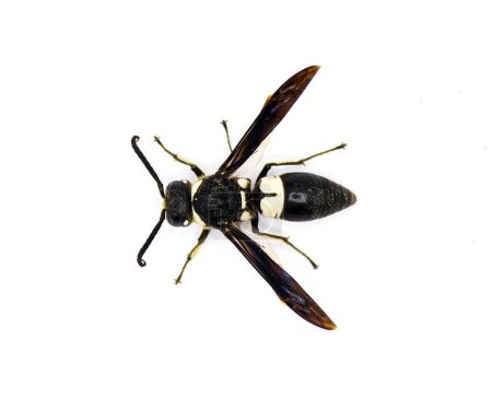 Foto de Euodynerus bidens - dos dientes Eumenine mason wasp. Vista superior dorsal desde arriba. aislado sobre fondo blanco - Imagen libre de derechos