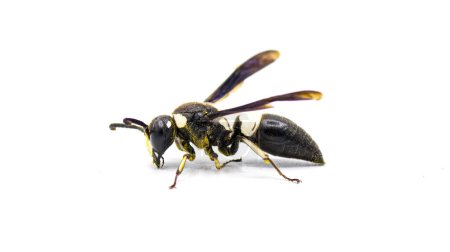 Foto de Euodynerus bidens - dos dientes Eumenine mason wasp. Vista lateral del perfil. aislado sobre fondo blanco - Imagen libre de derechos