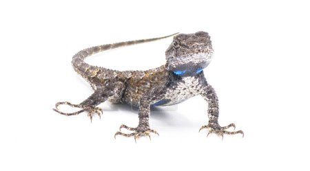 Photo for Male eastern fence lizard or swift -Sceloporus undulatus - isolated on white background.  Blue belly and neck visible. - Royalty Free Image