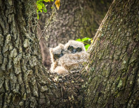 Bébés chouettes à cornes - Bubo virginianus - parfaitement encadrés dans un chêne vivant, regardant la caméra