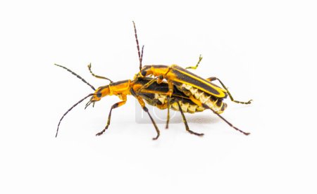 Photo for Chauliognathus marginatus - margined leatherwing or margined soldier beetle, side profile view of breeding pair isolated on white background - Royalty Free Image