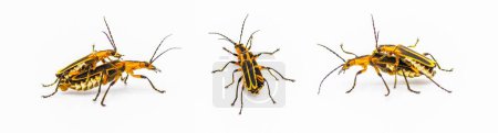 Photo for Chauliognathus marginatus - margined leatherwing or margined soldier beetle, three views of breeding pair isolated on white background - Royalty Free Image