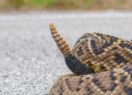 Téléchargez les photos : Serpent à sonnette, crotale ou serpent à sonnette - Crotalus adamanteus - près des sonnettes en traversant une route goudronnée - en image libre de droit