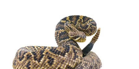 le roi de tous les serpents à sonnettes dans le monde, Crotalus Adamanteus, crotale du Diamondback de l'Est, en pose de frappe face à la caméra. découpage isolé sur fond blanc. 9 hochets et un bouton