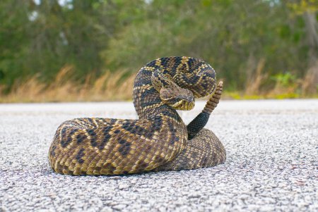 el rey de toda la serpiente de cascabel en el mundo, cascabel Diamondback oriental - Crotalus Adamanteus - en pose de huelga frente a la cámara. 9 sonajeros y un botón