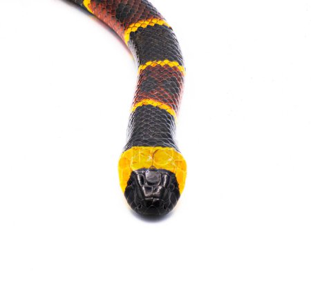 Foto de Serpiente venenosa de coral oriental - Micrurus fulvius - primer plano macro de cabeza, ojos y patrón. Vista dorsal superior aislada sobre fondo blanco - Imagen libre de derechos