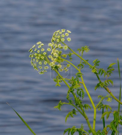 cicuta de agua - Cicuta maculata - en flor, flor, flor con fondo de agua azul. una de las plantas más tóxicas de la tierra. estrechamente relacionado con la cicuta utilizada para ejecutar a Sócrates