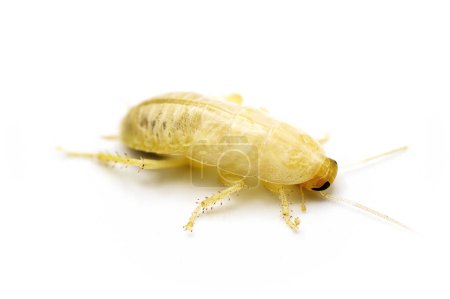 Photo for Florida woods cockroach - Eurycotis floridana -  It is often referred to as a palmetto bug. Isolated on white background. fresh molt new skin that is albino in color - Royalty Free Image
