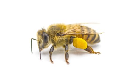 abeille domestique occidentale ou abeille domestique européenne - Apis mellifera - gros plan vue de face montrant le panier pollinique, les corbicules ou les scopes sur le tibia des pattes postérieures isolées sur fond blanc