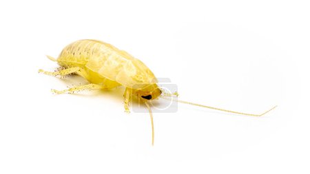 Photo for Florida wood cockroach - Eurycotis floridana -  It is often referred to as a palmetto bug. Isolated on white background. fresh molt new skin that is albino in color - Royalty Free Image