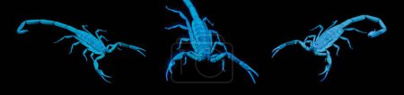 Téléchargez les photos : Écorce rayée Scorpion - Centruroides hentzi - Lumière noire ultraviolette UV isolée sur fond noir, 3 vues - en image libre de droit