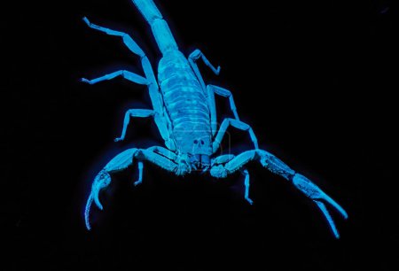 Téléchargez les photos : Écorce rayée Scorpion - Centruroides hentzi - Lumière noire ultraviolette UV isolée sur fond noir, vue de dessus - en image libre de droit