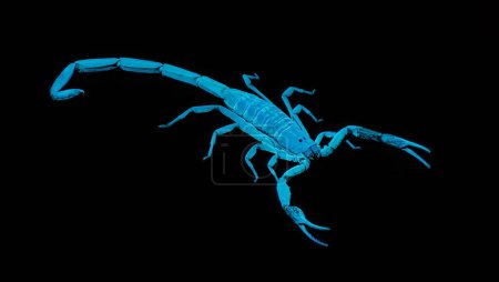 Téléchargez les photos : Écorce rayée Scorpion - Centruroides hentzi - Lumière noire ultraviolette UV isolée sur fond noir. Originaire de Floride. Stinger et pinces visibles - en image libre de droit