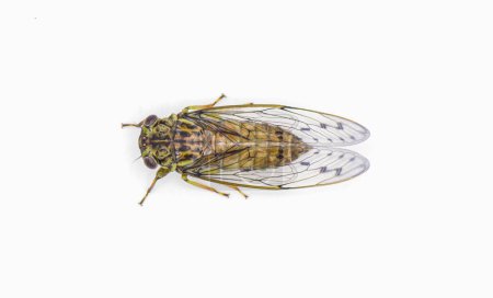Photo for Green, grey and brown hieroglyphic cicada fly - Neocicada hieroglyphica - top dorsal view isolated on white background - Royalty Free Image
