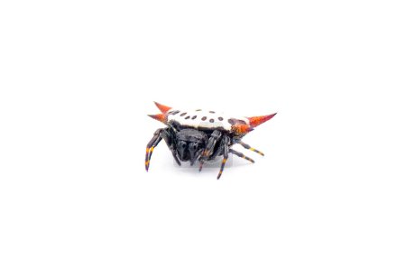 Téléchargez les photos : Araignée tisserande orbe dos épineux - Gasteracantha cancriformis - aka crabe ou araignée cerf-volant rampant vers la vue de la caméra isolé sur fond blanc - en image libre de droit