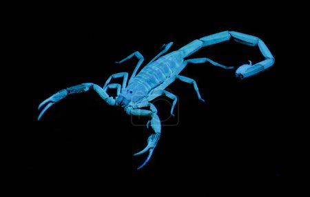 Téléchargez les photos : Écorce rayée Scorpion - Centruroides hentzi - Lumière noire ultraviolette UV isolée sur fond noir. Originaire de Floride. Stinger et pinces visibles. Vue au-dessus du dos - en image libre de droit