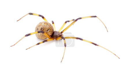 Latrodectus geometricus, commonly known as the brown widow, brown button spider, grey widow, brown black widow, house button spider or geometric button spider Side view isolated on white background