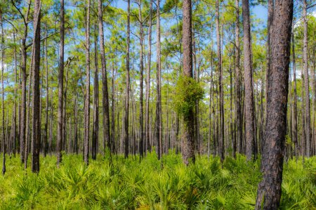 Photo for Old growth mesic pine flatwoods with saw palmetto in north Florida.  Upland and scrub habitat great birding destination - Royalty Free Image