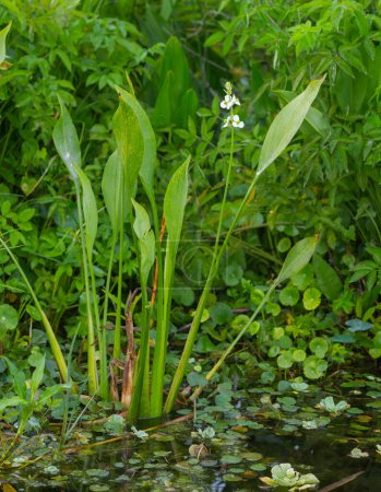 Photo for Lance leaf Arrowhead - Sagittaria lancifolia - is commonly found in freshwater marshes and swamps and along streams, ponds, and lakes. This native Florida plant, also know as duck potato - Royalty Free Image