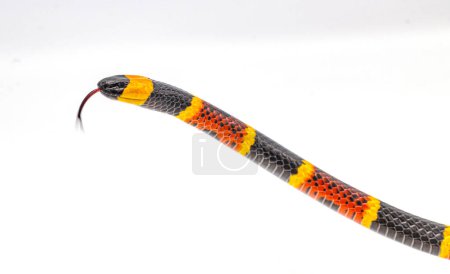 Photo for Venomous Eastern coral snake - Micrurus fulvius - close up macro of head, eyes, tongue and belly scales with pattern.  Side view with great scale detail isolated on white background - Royalty Free Image