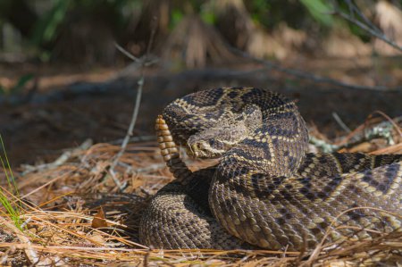 Téléchargez les photos : Grand serpent à sonnette à dos de diamant de l'Est - Crotalus Adamanteus - dans un habitat naturel de broussailles du nord de la Floride dans une parcelle de soleil avec un fond ombragé et un palmier scie flou - en image libre de droit