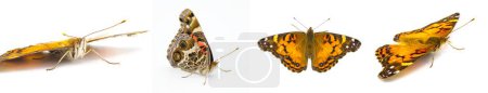 Téléchargez les photos : Lady Butterfly peint américain Vanessa virginiensis isolé sur fond blanc quatre vues montrant motif et design complexe - en image libre de droit