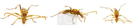 Téléchargez les photos : Strangalium (Strangalia sexnotata) est une espèce de longicorne de la famille des Cerambycidae. isolé sur fond blanc Quatre vues - en image libre de droit