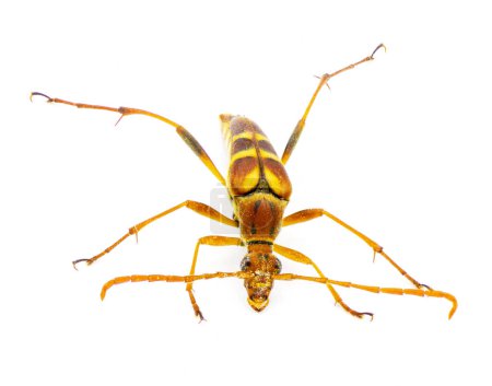 Téléchargez les photos : Strangalium (Strangalia sexnotata) est une espèce de longicorne de la famille des Cerambycidae. isolé sur fond blanc vue de dessus - en image libre de droit
