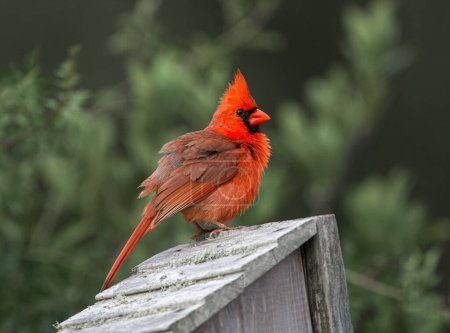 Flauschiges Männchen Nördlicher Kardinal - Cardinalis cardinalis - Hockt auf dem Dach eines Vogelnistkastens, leuchtend rote Federn mit aufragendem Kopf
