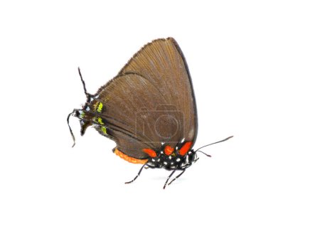 Foto de Gran racha de pelo morado Atlides halesus o gran racha de pelo azul, es una especie común de mariposa alada gossamer en partes de los Estados Unidos. Aislado sobre fondo blanco vista lateral del perfil - Imagen libre de derechos