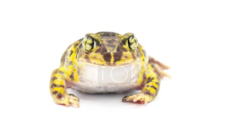 Photo for Eastern spadefoot toad or frog - Scaphiopus holbrookii - Isolated on white background front face view. Vibrant yellow color and amazing eyes - Royalty Free Image