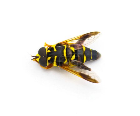Foto de Flor, hover, Syrphid o drone fly - Carolinian Elegant - Meromacrus acutus - colores amarillo brillante y negro con rayas que imitan una abeja o avispa aislada sobre fondo blanco, vista dorsal superior - Imagen libre de derechos