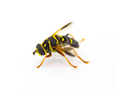 Foto de Flor, hover, Syrphid o drone fly - Carolinian Elegant - Meromacrus acutus - colores amarillo brillante y negro con rayas que imitan una abeja o avispa aislada sobre fondo blanco, vista lateral - Imagen libre de derechos