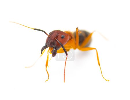 Téléchargez les photos : Les fourmis charpentières Tortugas - Camponotus floridanus - comptent parmi les plus grandes fourmis trouvées en Floride. isolé sur fond blanc vue frontale - en image libre de droit