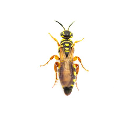 Photo for Large black and yellow wasp - Myzinum maculatum - female in great detail throughout isolated on white background. This species is used as a biological control of turf grass pests top dorsal view - Royalty Free Image