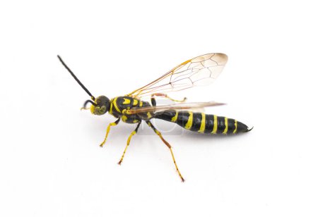 Photo for Black and yellow wasp - Myzinum maculatum - male isolated on white background. This species is used as a biological control of turf grass pests side profile view with wings up, showing pseudostinger - Royalty Free Image