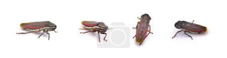 Téléchargez les photos : Cuerna costalis est une espèce d'amphibiens de la famille des Cicadomorpha. Ils sont diurnes. isolé sur fond blanc quatre vues - en image libre de droit