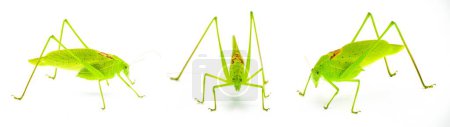 Téléchargez les photos : Beau vert citron vert mâle Floride katydid - amblycorpha uhleri soit longinicta ou arenicola. Selle brune appelée dossier stridulatoire visible. Isolé sur fond blanc trois vues - en image libre de droit