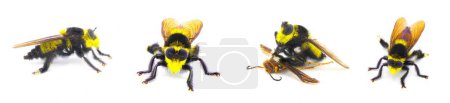Photo for Beautiful southern bee killer robber fly - Mallophora orcina - large fuzzy and furry yellow and black colors mimics bumblebee isolated on white background four views - Royalty Free Image