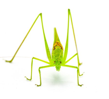 Téléchargez les photos : Beau vert citron vert mâle Floride katydid - amblycorpha uhleri soit longinicta ou arenicola. Selle brune appelée dossier stridulatoire visible. Isolé sur fond blanc vue de face - en image libre de droit
