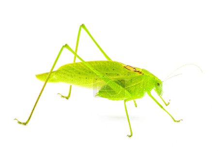 Téléchargez les photos : Beau vert citron vert mâle Floride katydid - amblycorpha uhleri soit longinicta ou arenicola. Selle brune appelée dossier stridulatoire visible. Isolé sur fond blanc vue de profil latérale - en image libre de droit