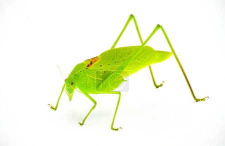 Téléchargez les photos : Beau vert citron vert mâle Floride katydid - amblycorpha uhleri soit longinicta ou arenicola. Selle brune appelée dossier stridulatoire visible. Isolé sur fond blanc vue de profil avant - en image libre de droit