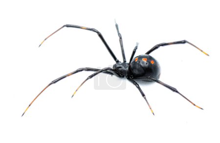 Latrodectus mactans - die südliche Schwarze Witwe oder die Schuhknopfspinne - ist eine giftige Spinnenart der Gattung Latrodectus. Eingebürgert aus Florida. Junge Frau isoliert auf weißem Hintergrund Seitenansicht