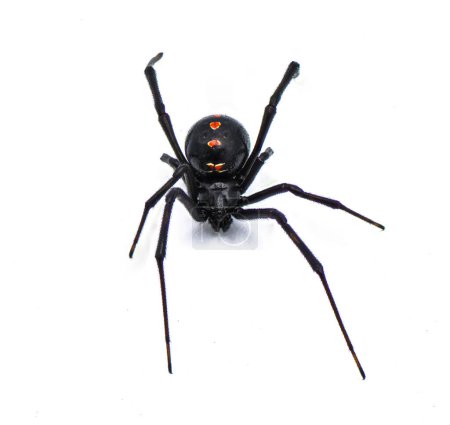Photo for Latrodectus mactans - southern black widow or the shoe button spider, a venomous species of spider in the genus Latrodectus. Florida native. Young female isolated on white background top front view - Royalty Free Image