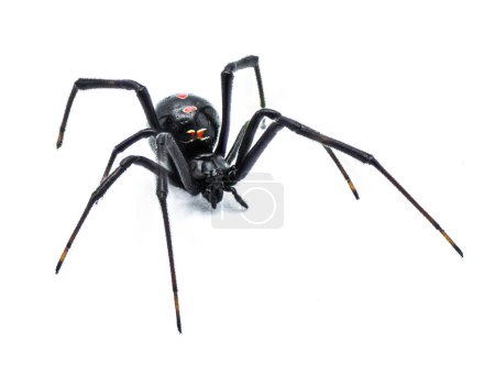 Photo for Latrodectus mactans - southern black widow or the shoe button spider, a venomous species of spider in the genus Latrodectus. Florida native. Young female isolated on white background front side view - Royalty Free Image