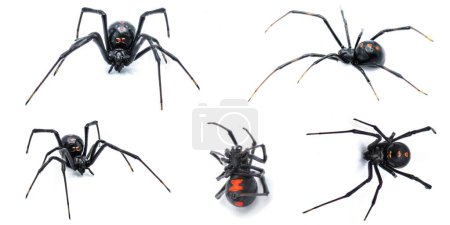 Photo for Latrodectus mactans - southern black widow or the shoe button spider, is a venomous species of spider in the genus Latrodectus. Florida native. Young female isolated on white background five views - Royalty Free Image