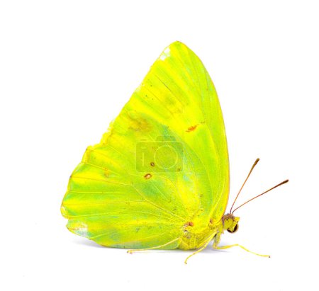 Photo for Phoebis sennae - the cloudless sulphur - is a mid sized butterfly in the family Pieridae, lime green and yellow color side profile view isolated on white background - Royalty Free Image