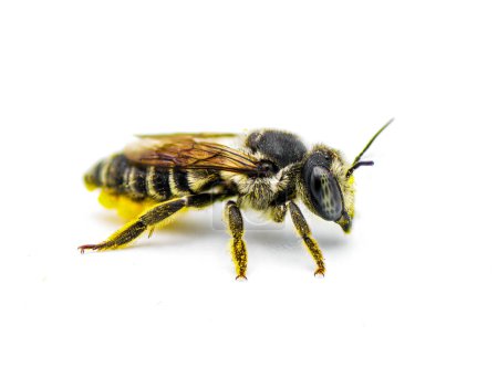 Photo for Flat tailed Leaf cutter Bee - Megachile mendica - also called leafcutter, mason, orchard or cuckoo bee.  Isolated on white background side view with great detail - Royalty Free Image
